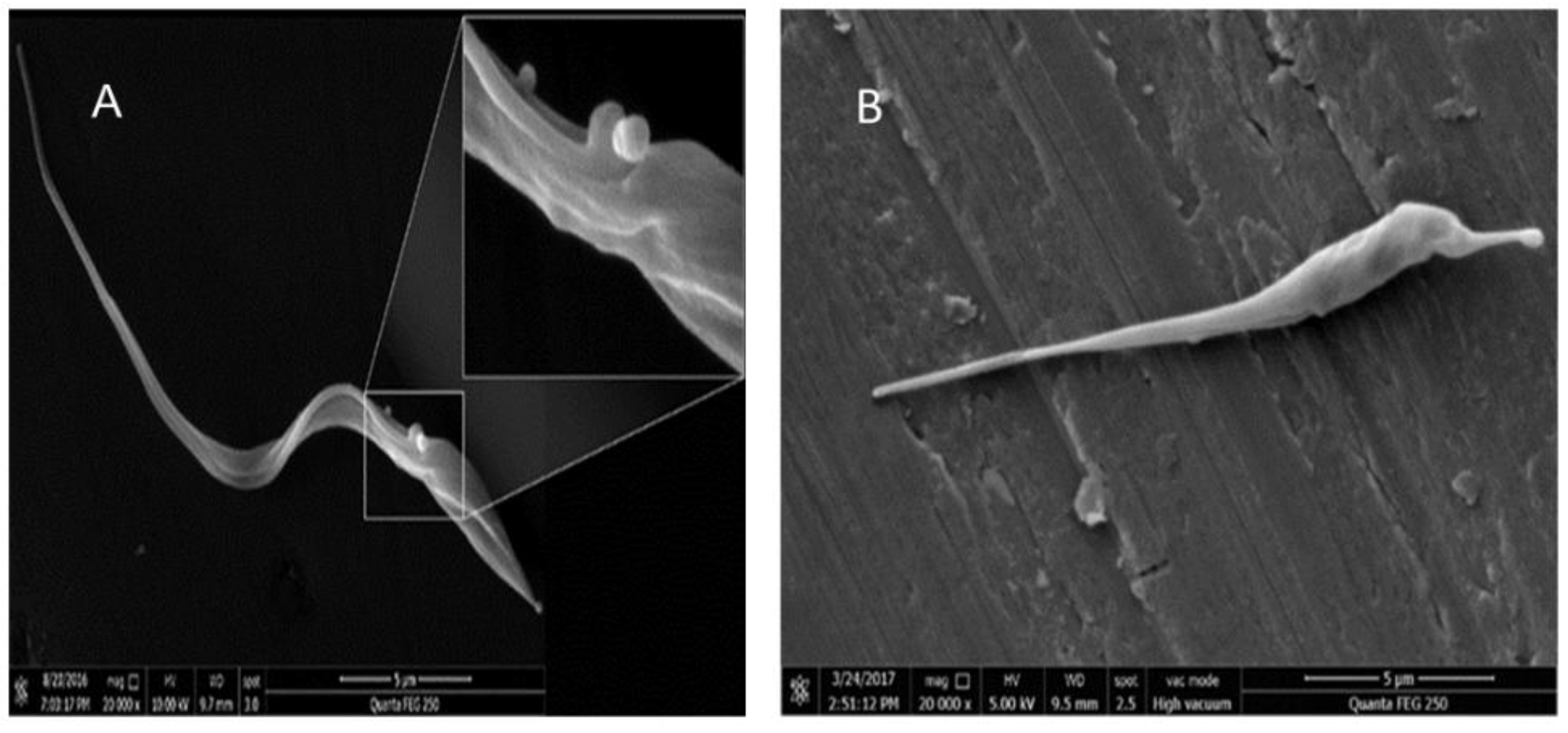 Biomolecules 09 00484 g005