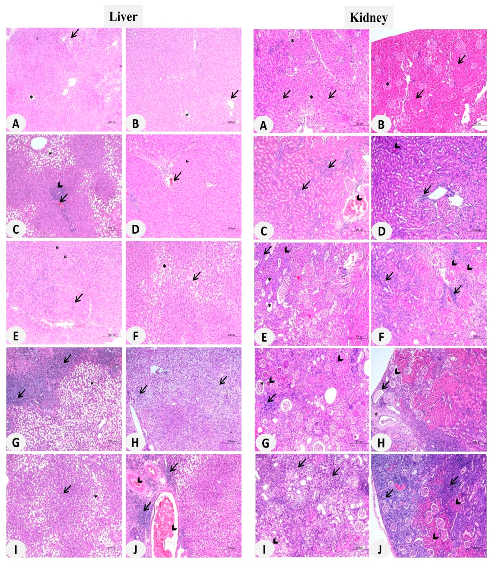 Biomolecules 09 00528 g002 Biomolecules 09 00528 g002