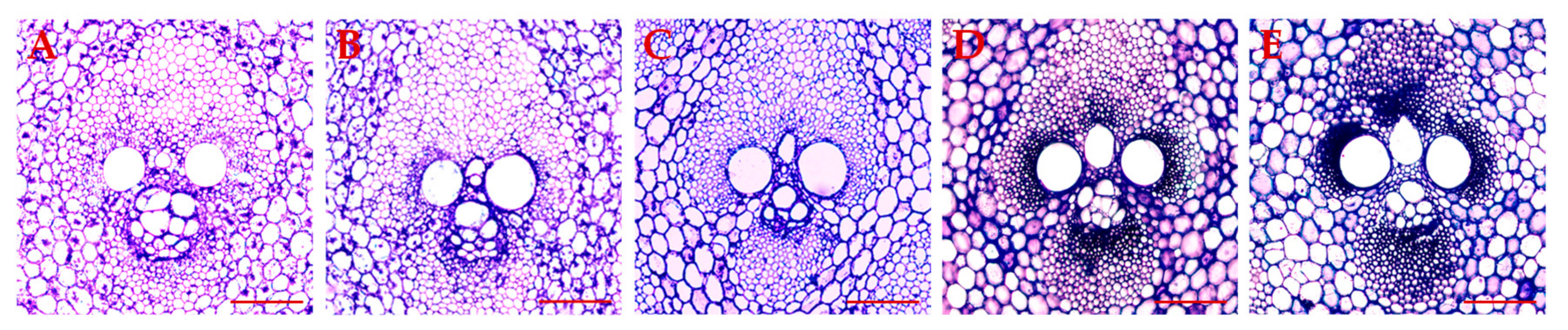 Biomolecules 09 00609 g010