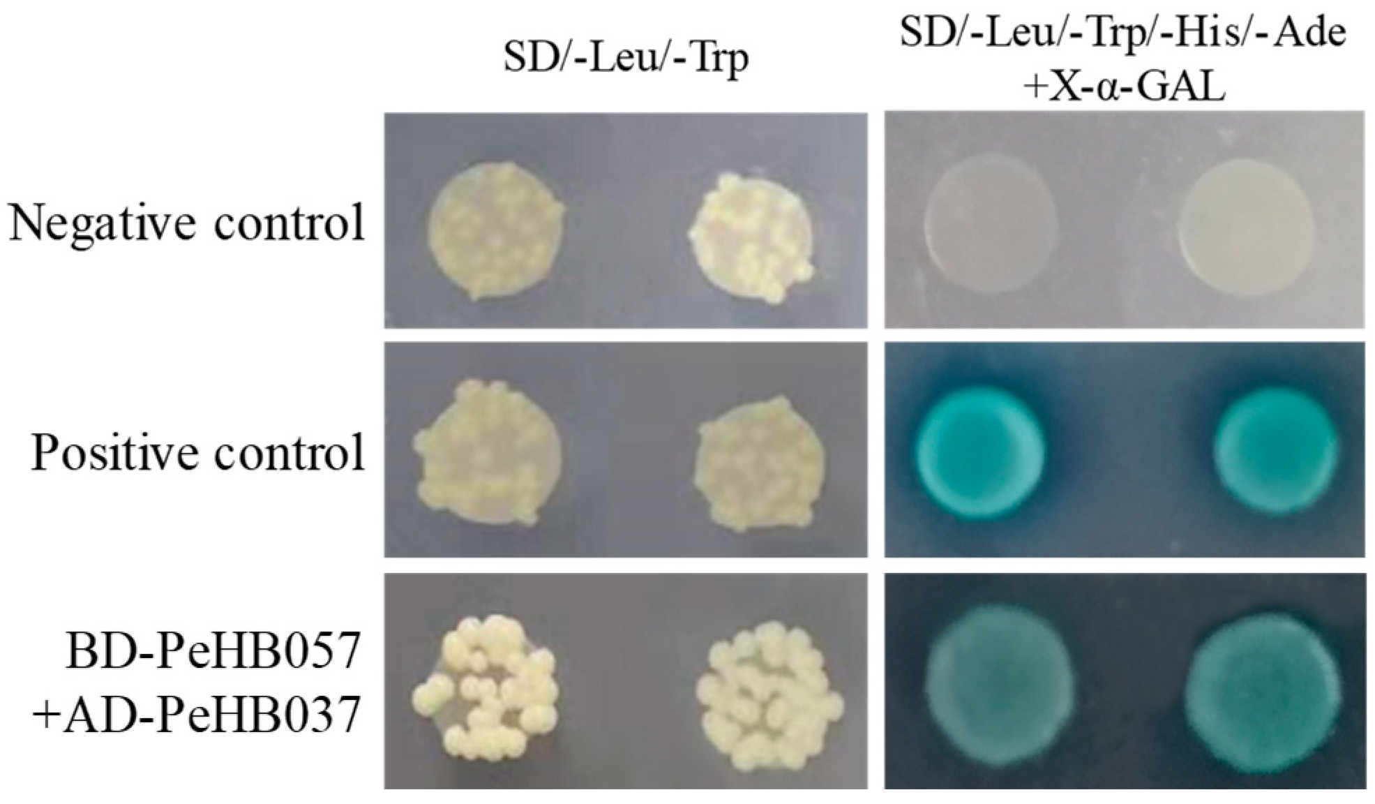 Biomolecules 09 00862 g005