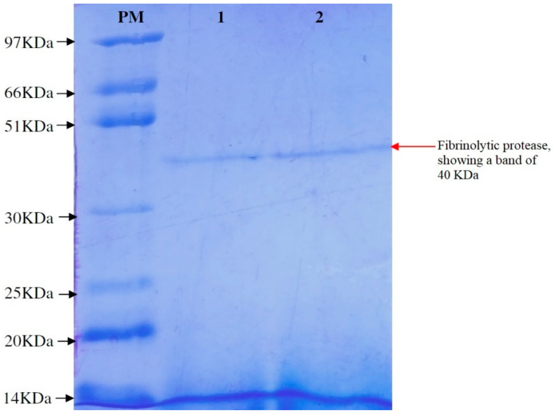 Biomolecules 10 00003 g004