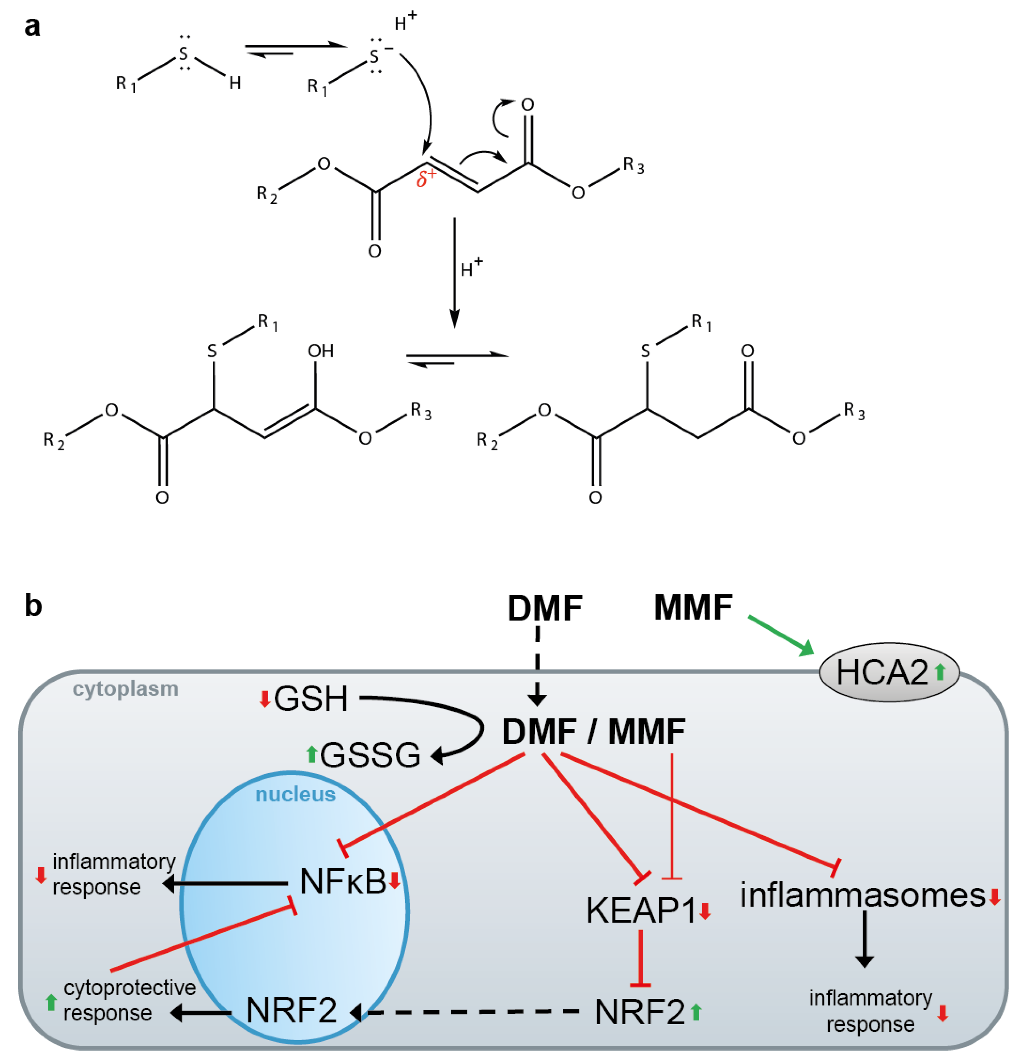 Biomolecules 10 00271 g004 Biomolecules 10 00271 g004