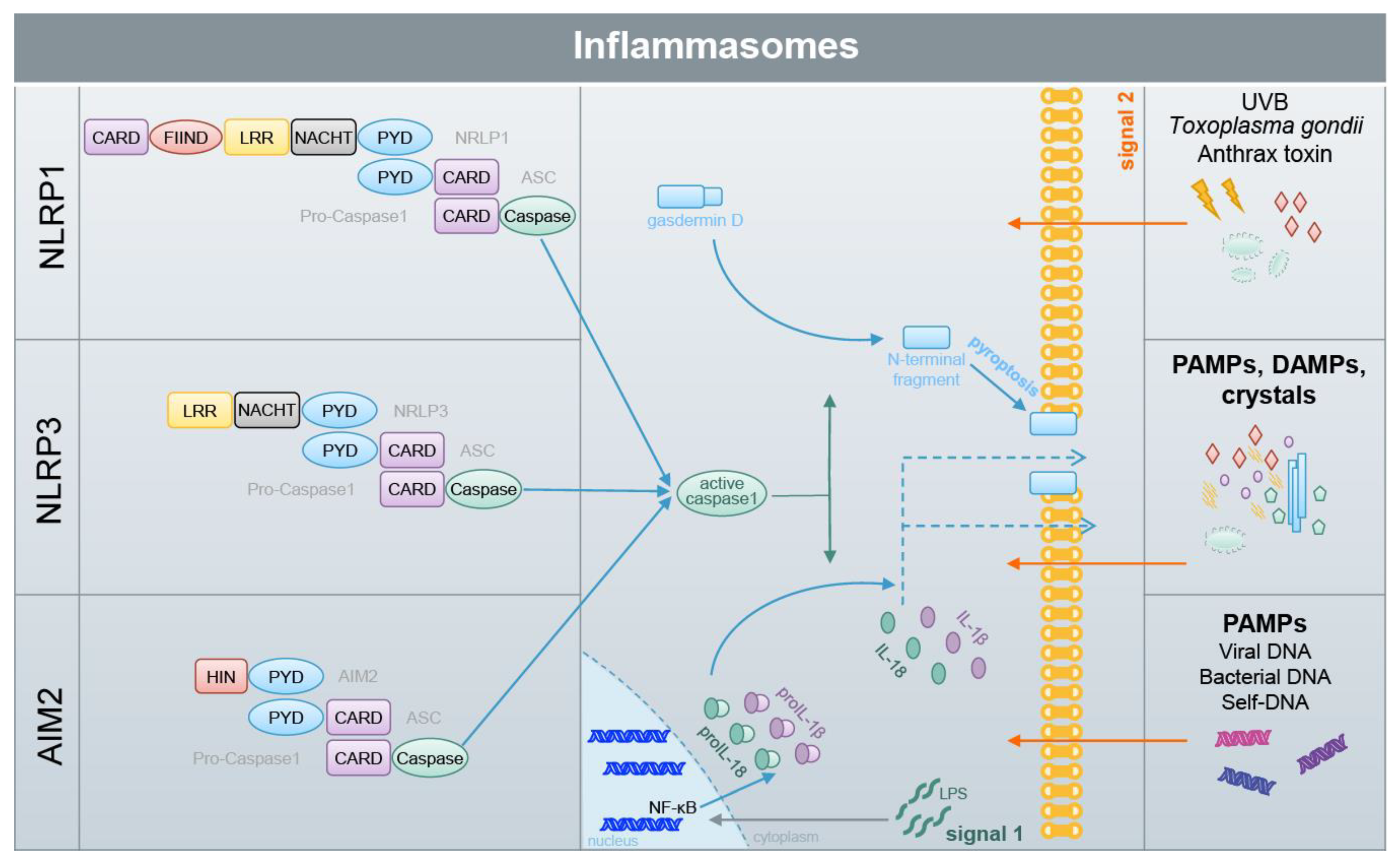 Biomolecules 10 00271 g005 Biomolecules 10 00271 g005