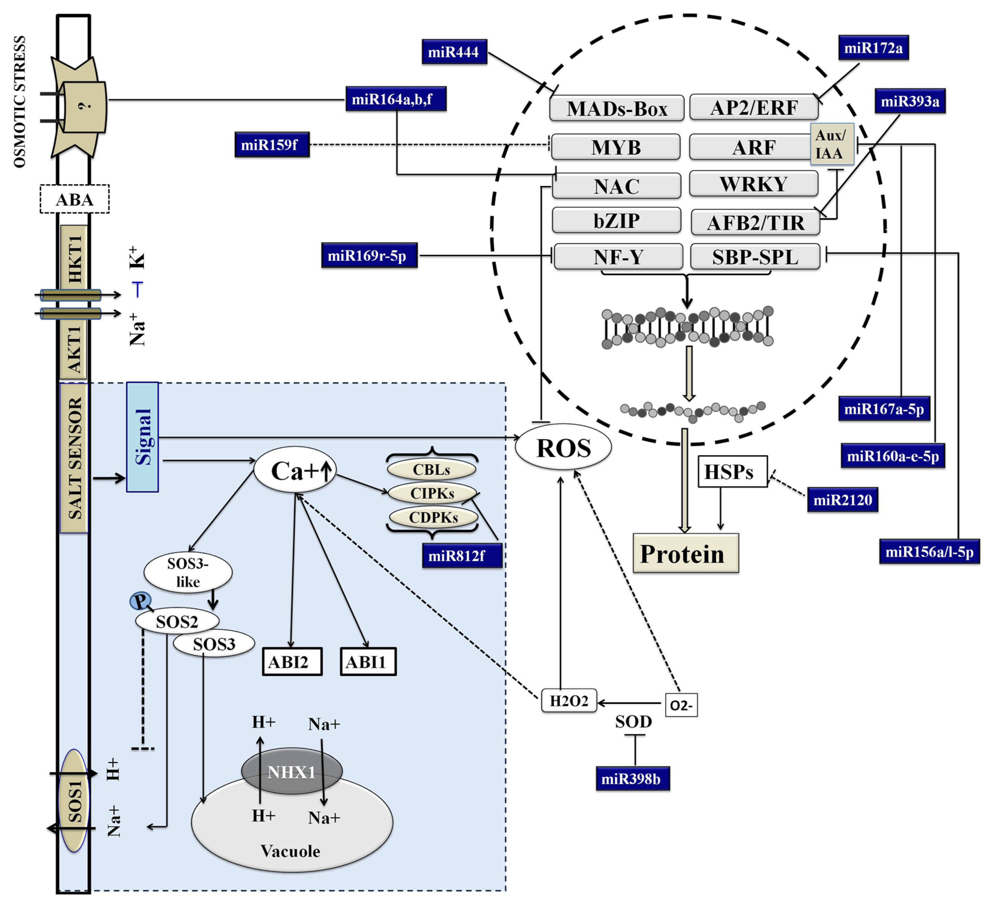 Biomolecules 10 00498 g007