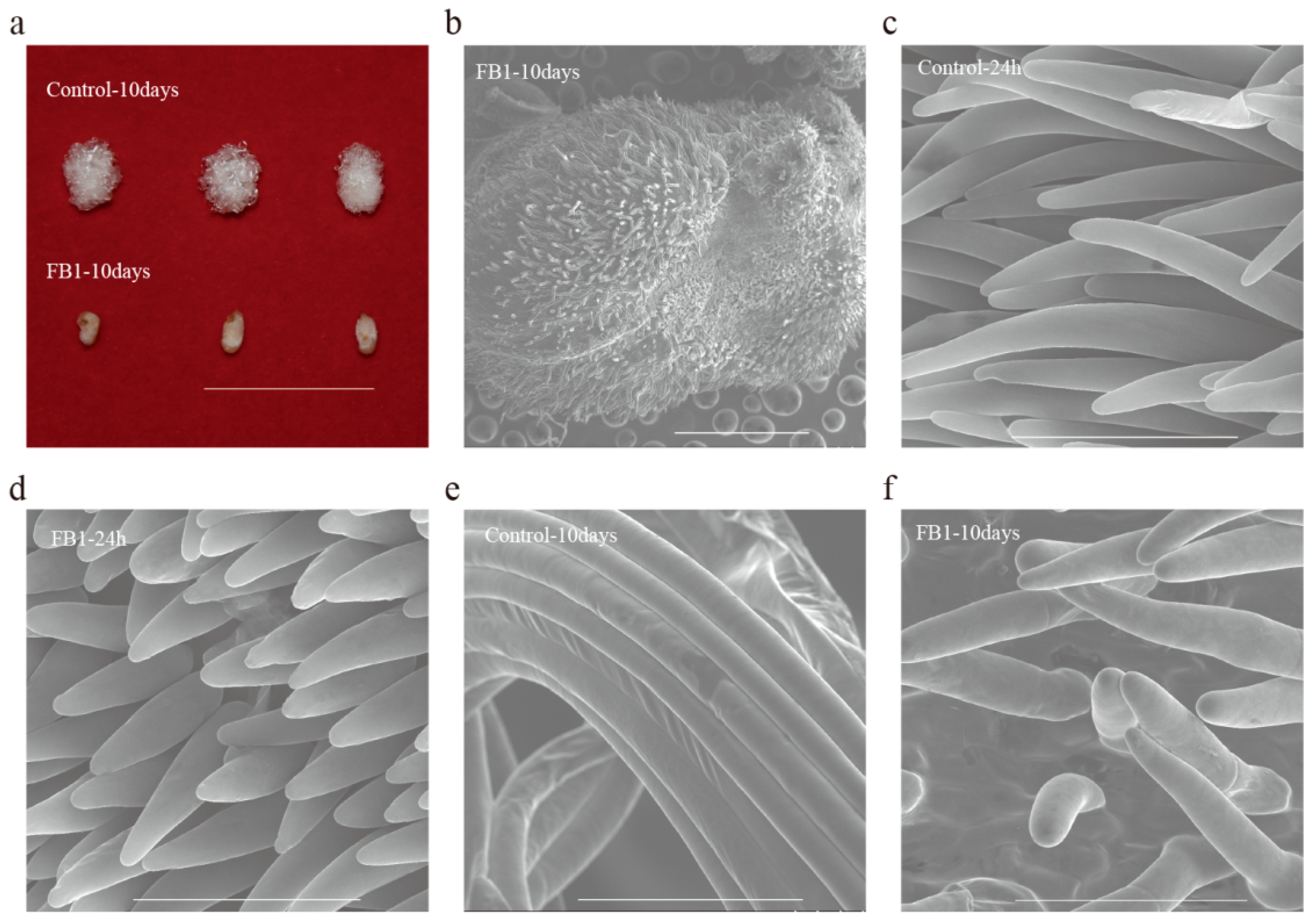 Biomolecules 10 01258 g001
