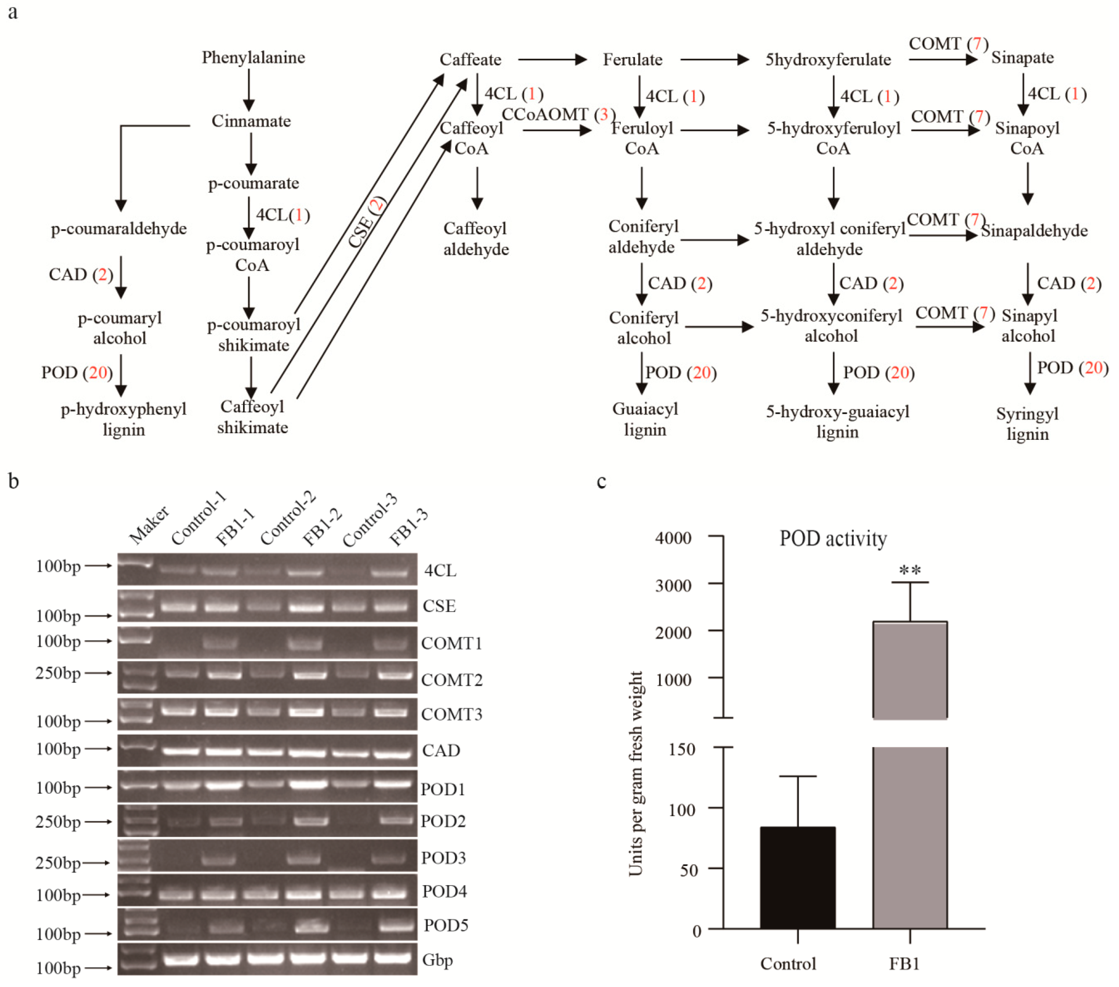 Biomolecules 10 01258 g006