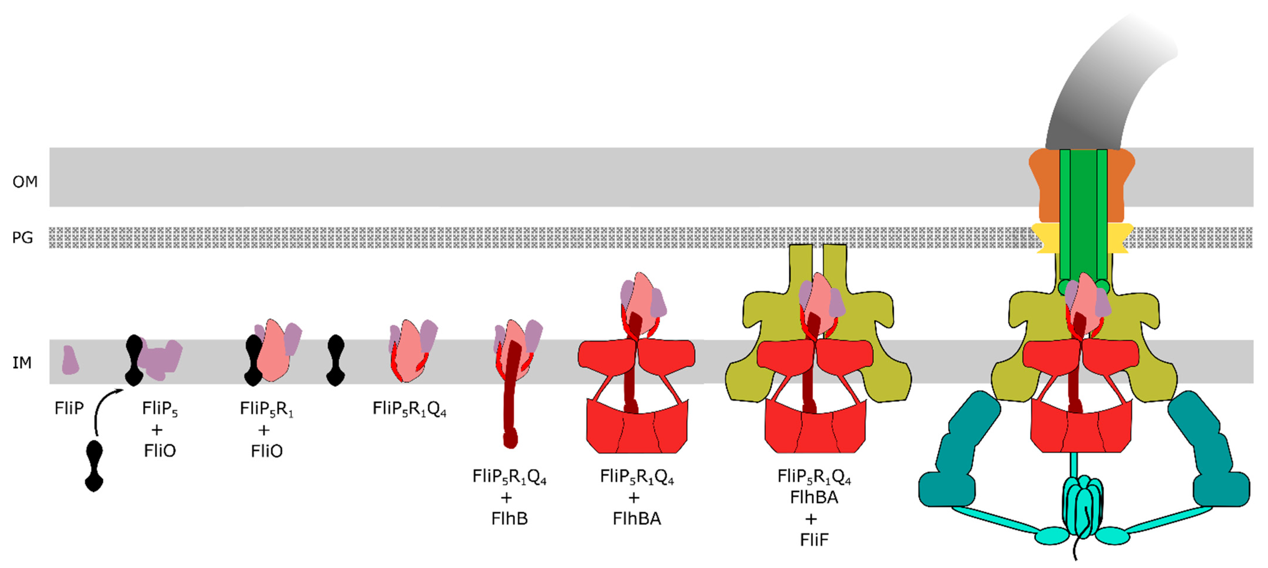 Biomolecules 11 00186 g002