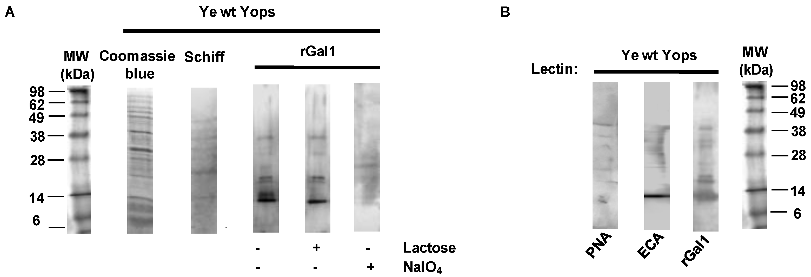 Biomolecules 11 01636 g002