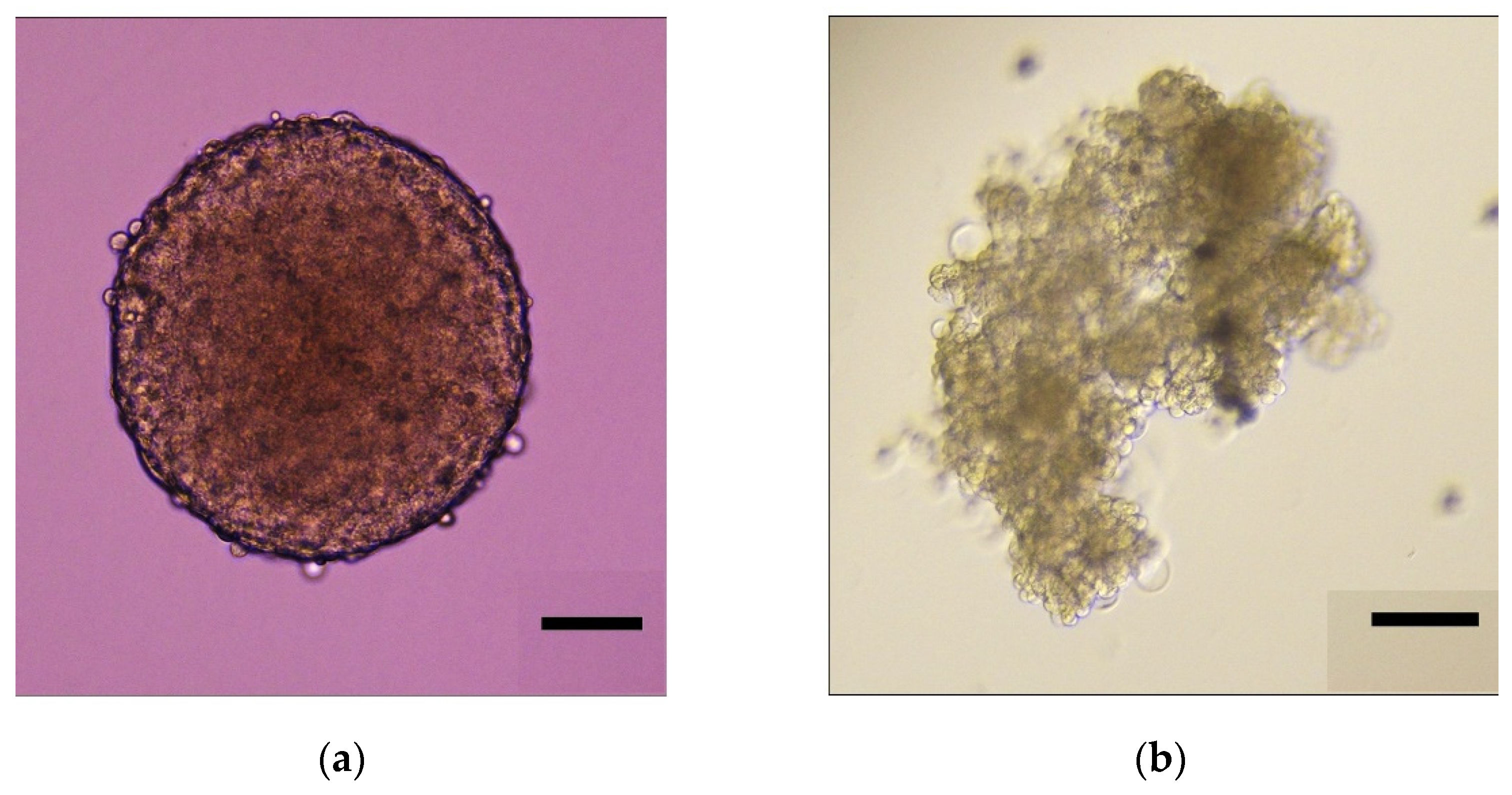 Biomolecules 11 01711 g001