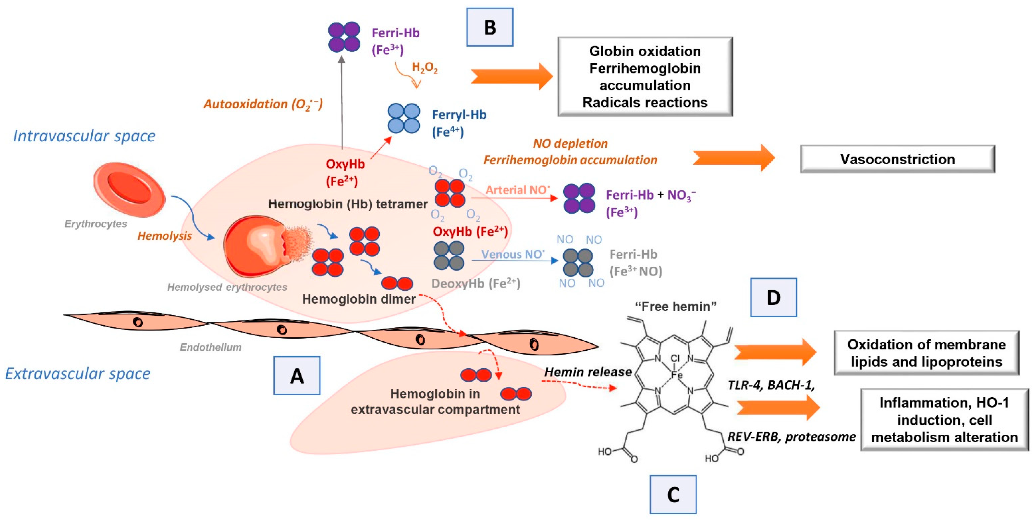 Biomolecules 12 01708 g001