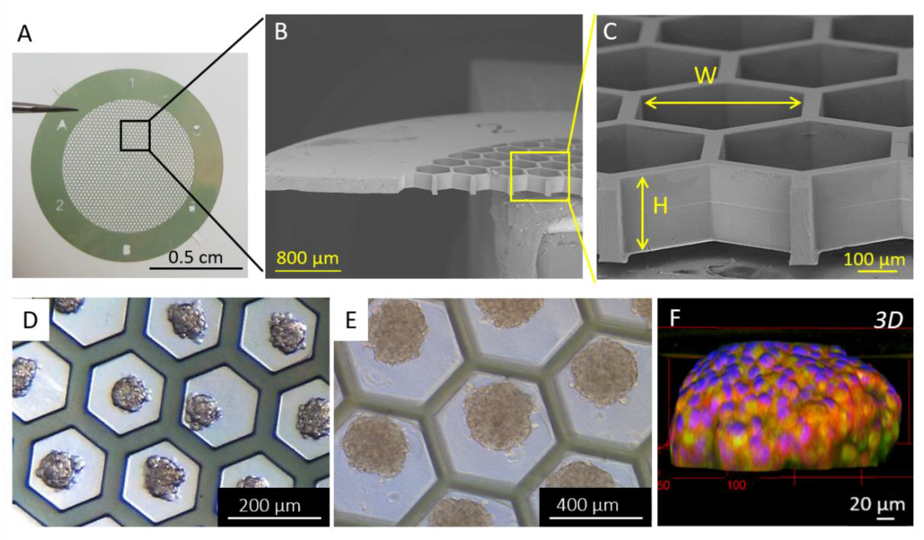 Biomolecules 13 00103 g007 Biomolecules 13 00103 g007