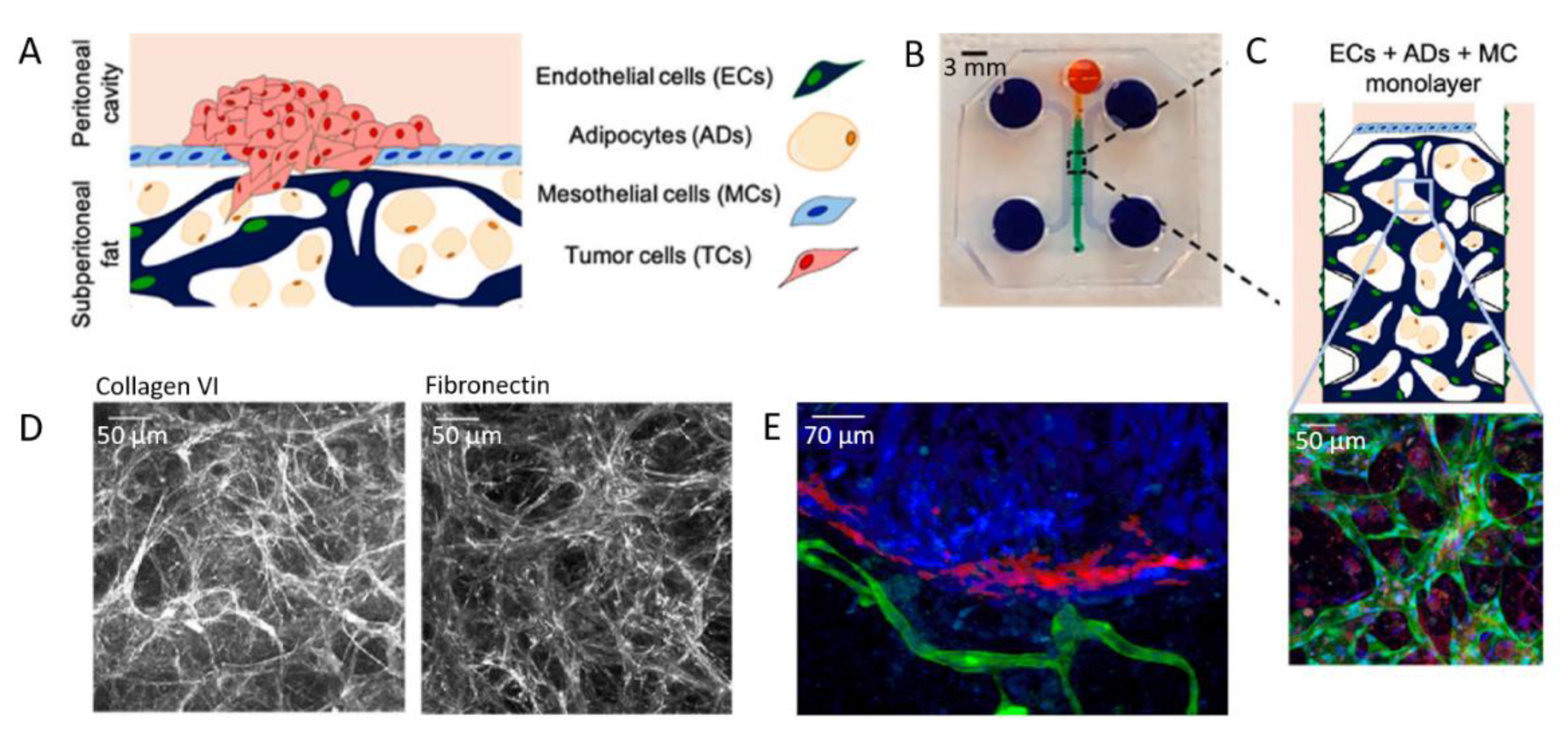 Biomolecules 13 00103 g014 Biomolecules 13 00103 g014