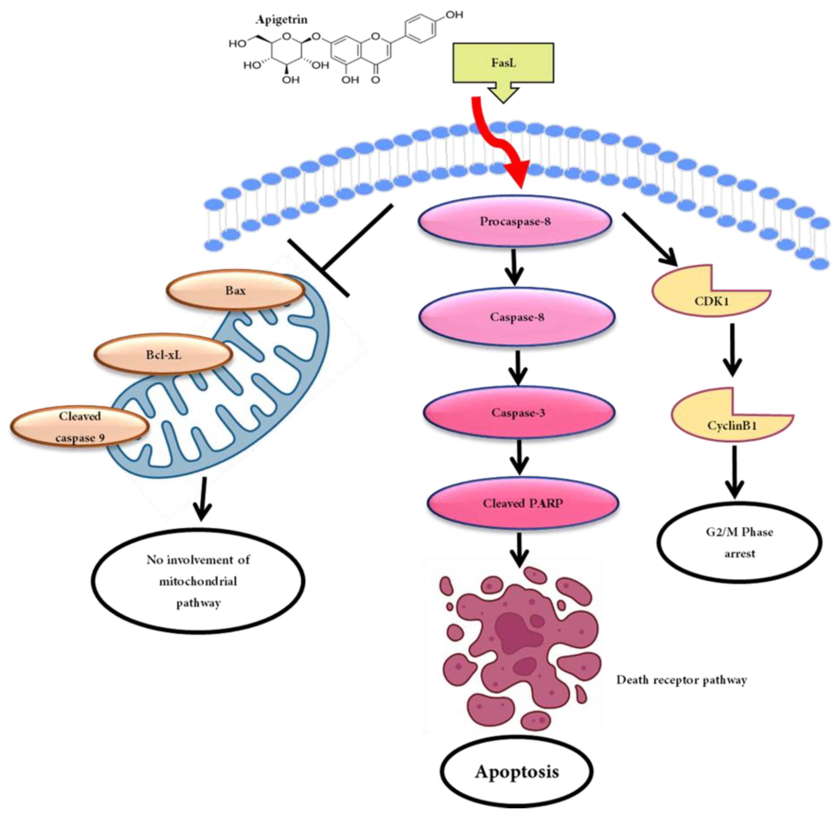 Biomolecules 13 01131 g007