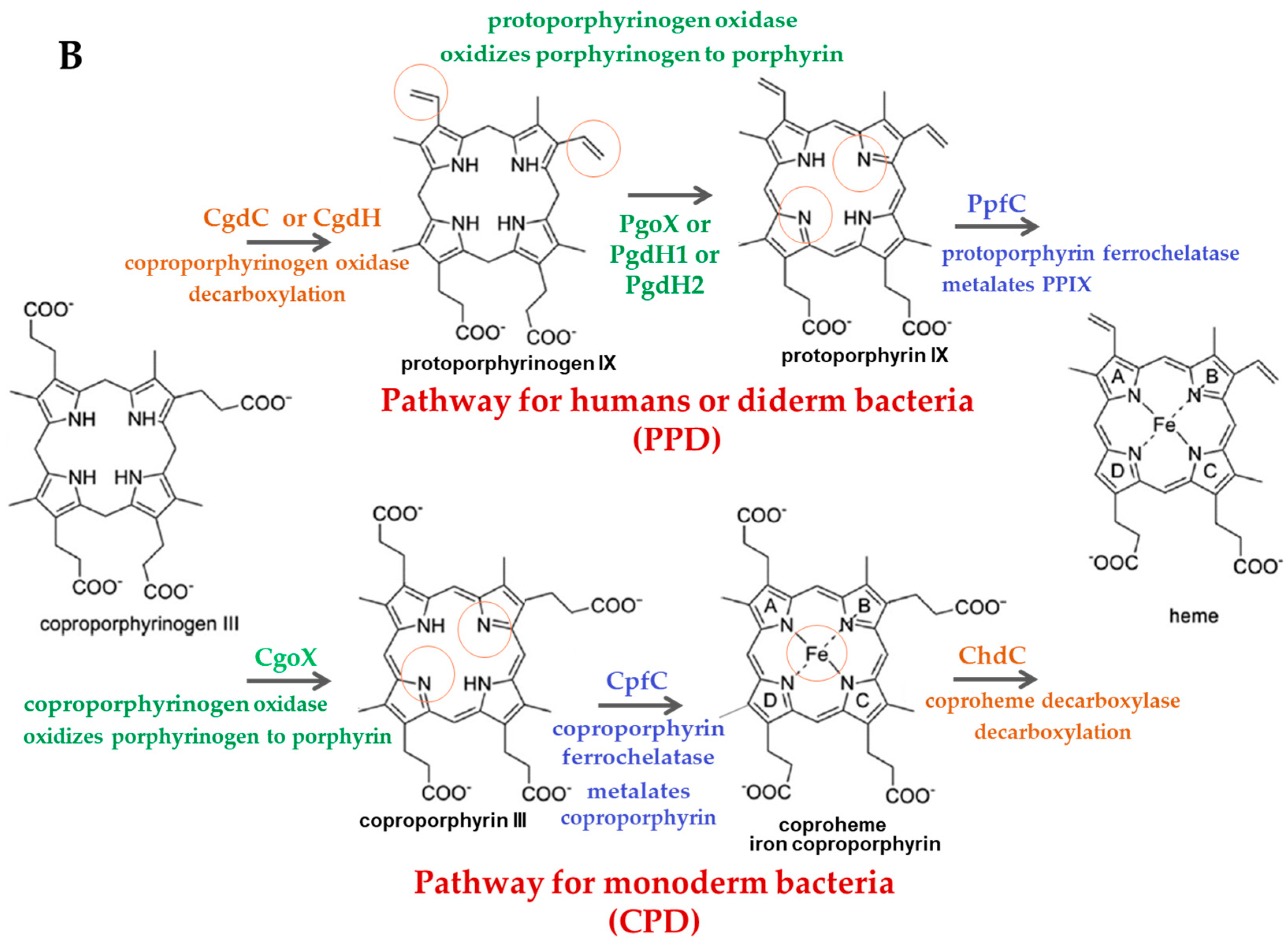 Biomolecules 13 01485 g001b