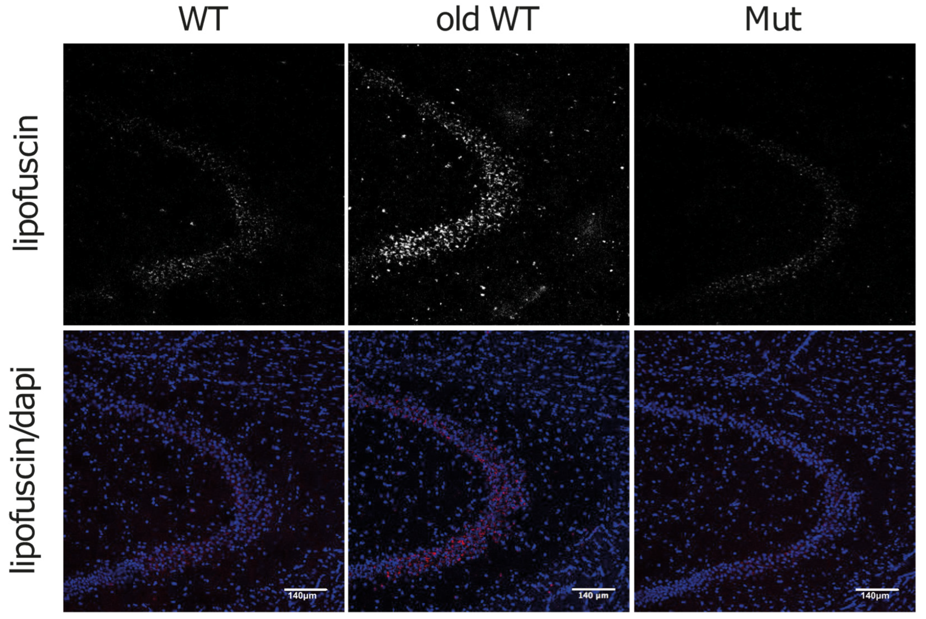 Biomolecules 14 00162 g006