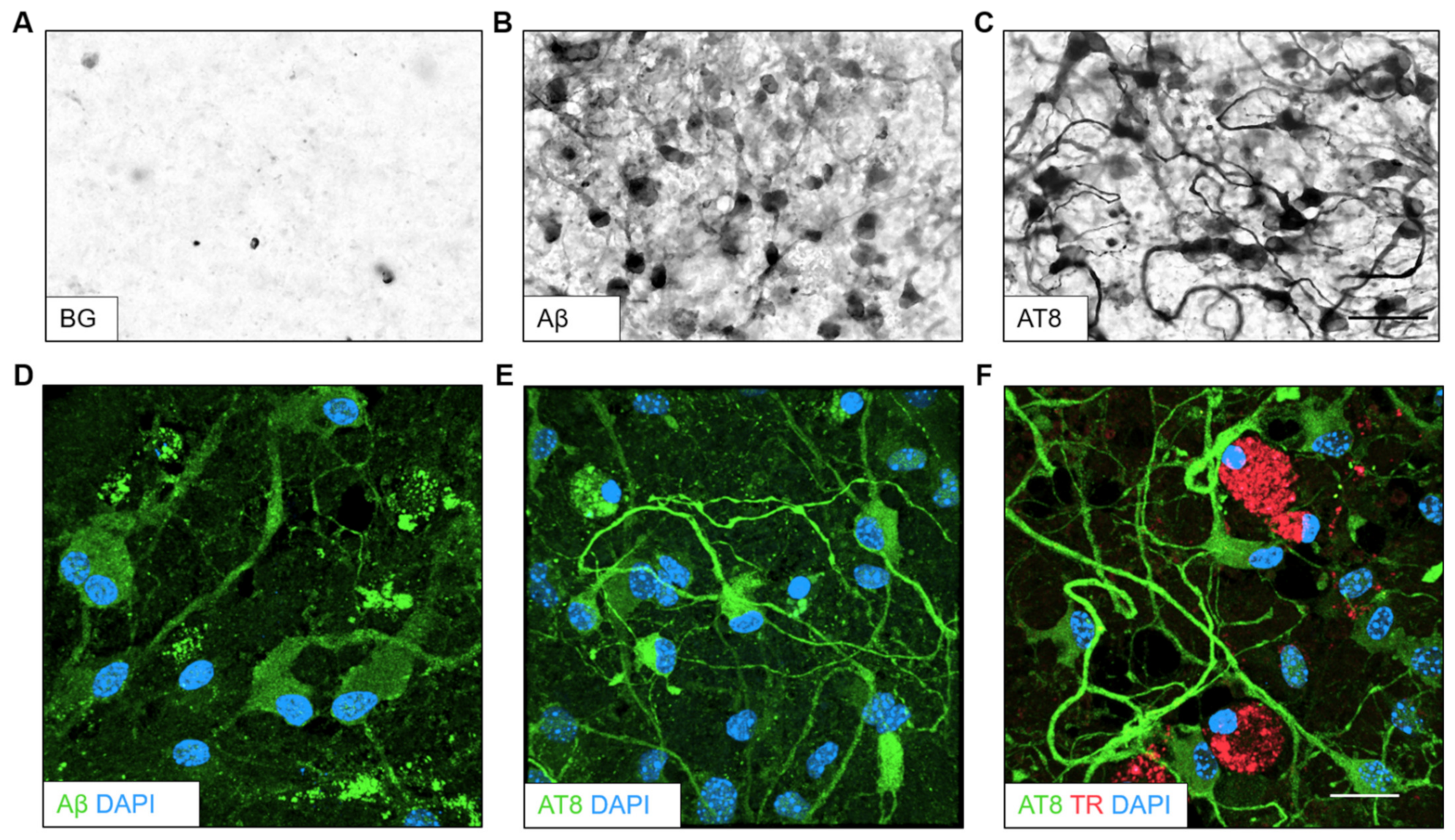 Biomolecules 14 00165 g005