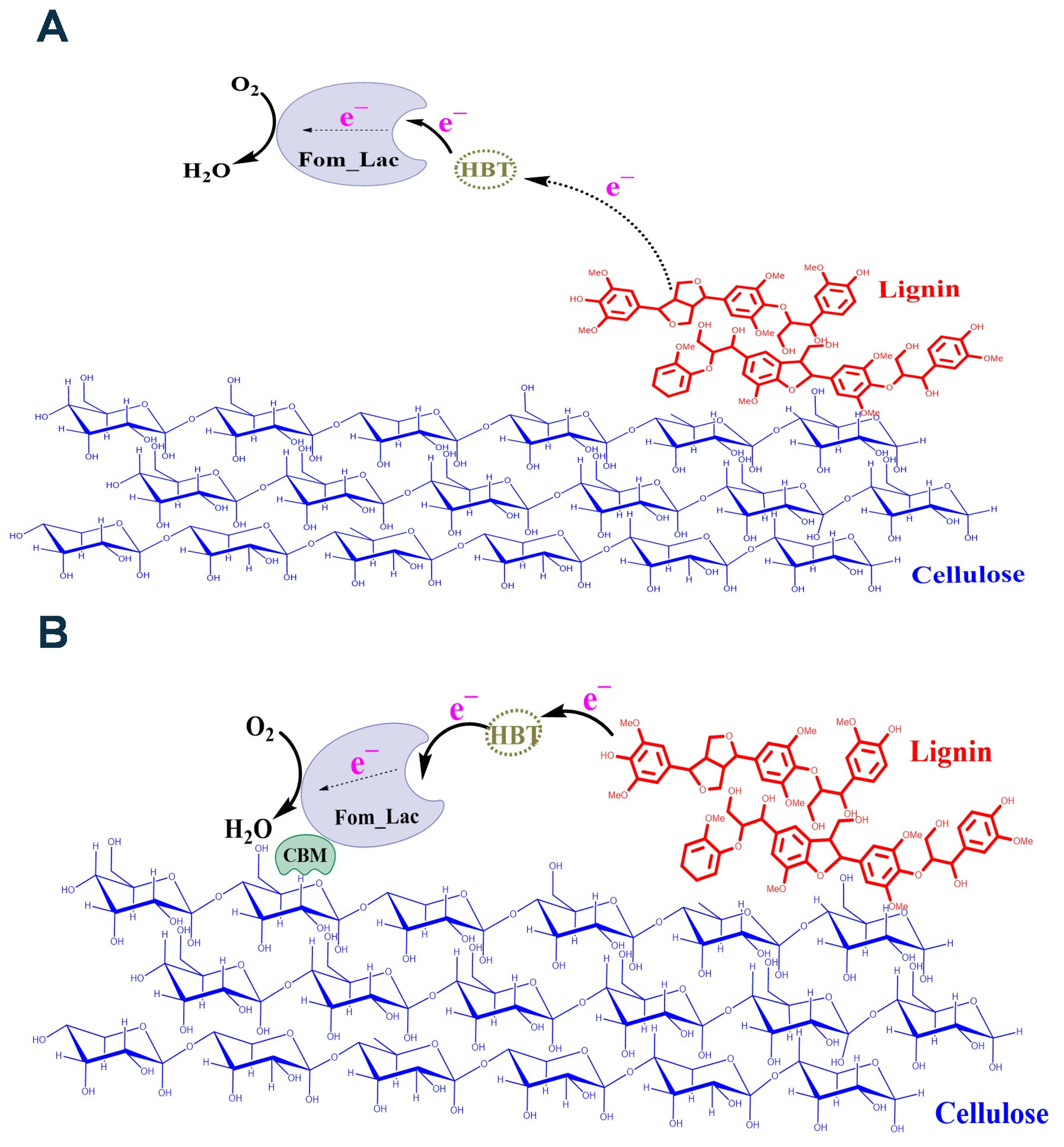 Biomolecules 14 00324 g007