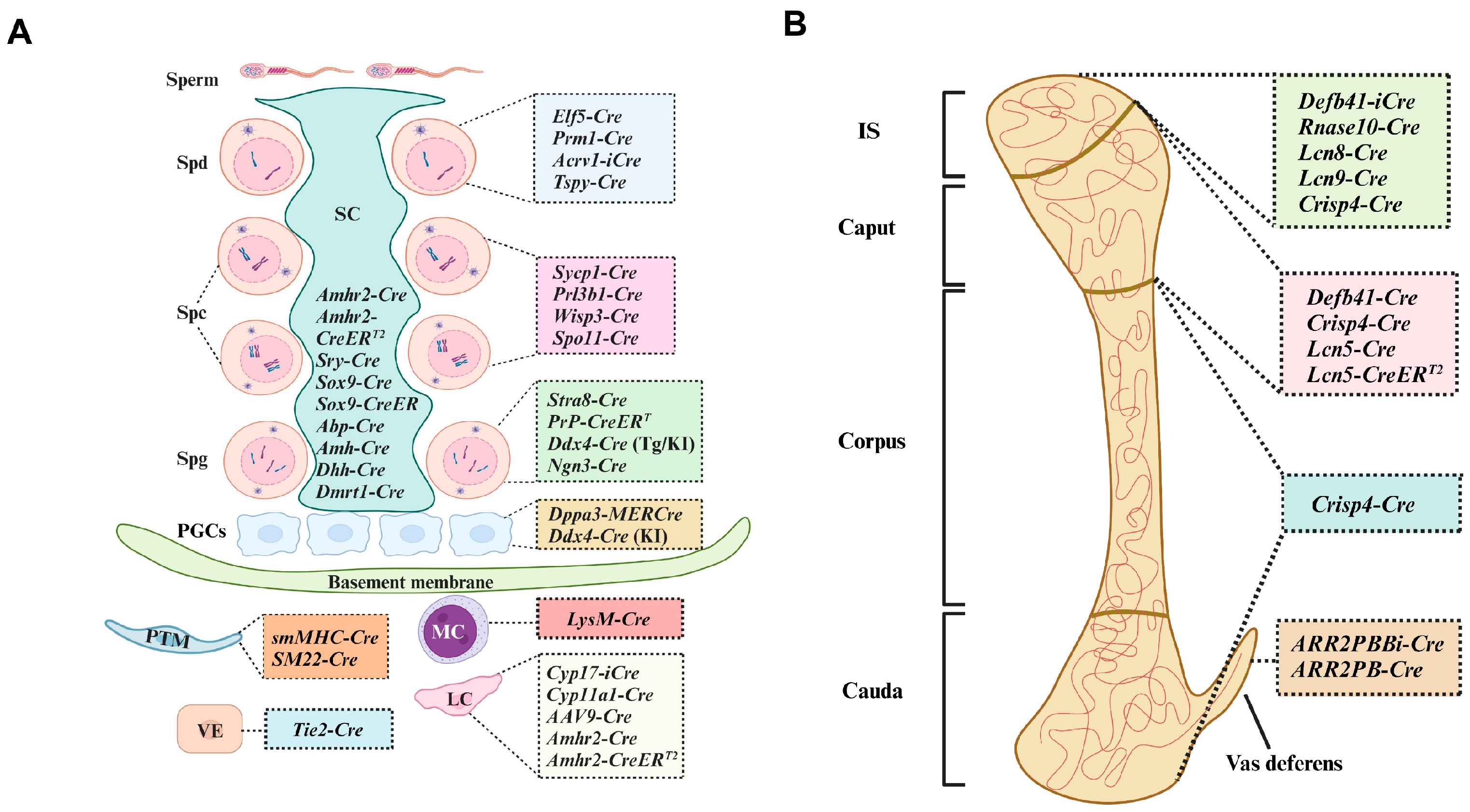 Biomolecules 14 00529 g002