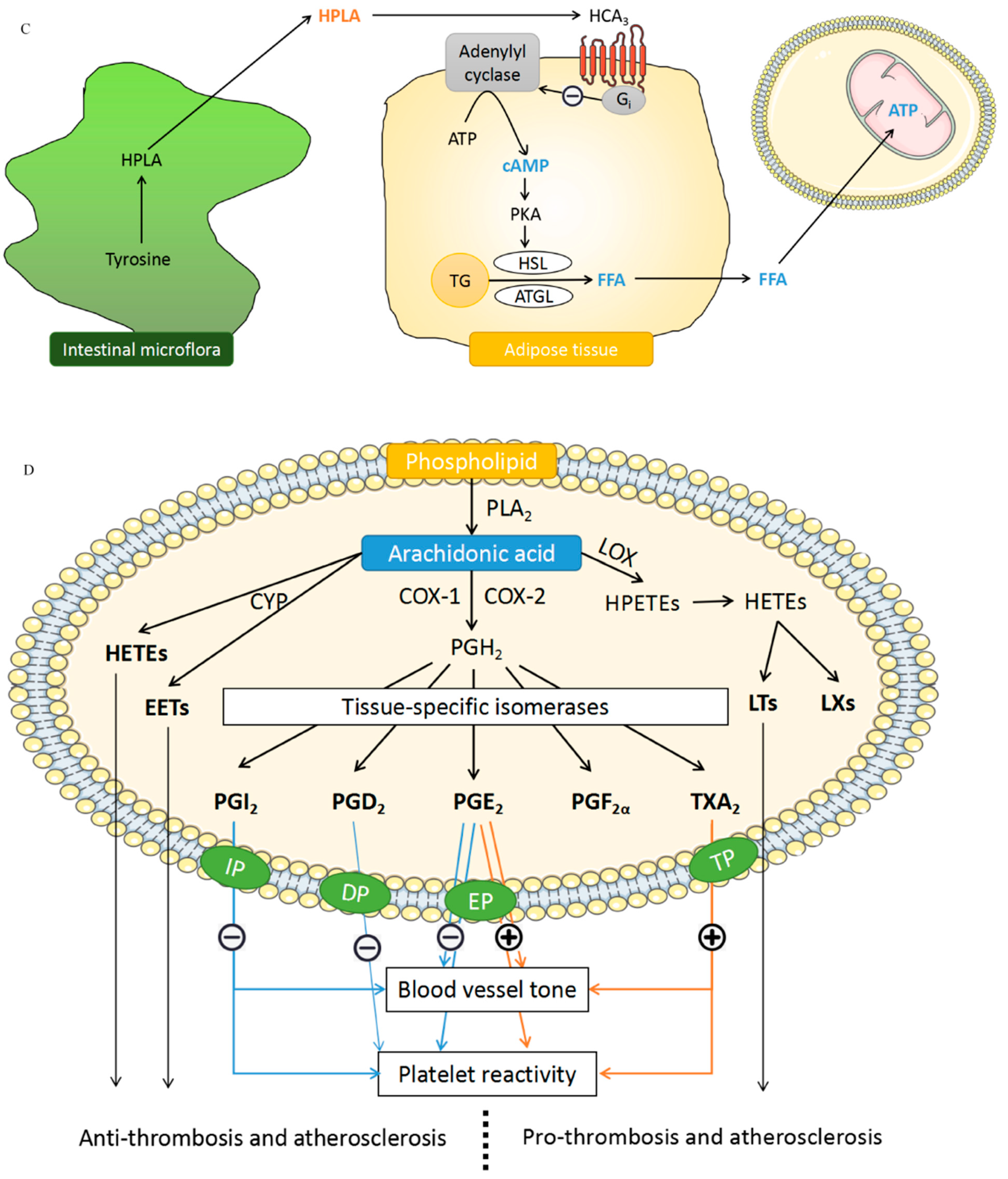 Biomolecules 14 00532 g006b