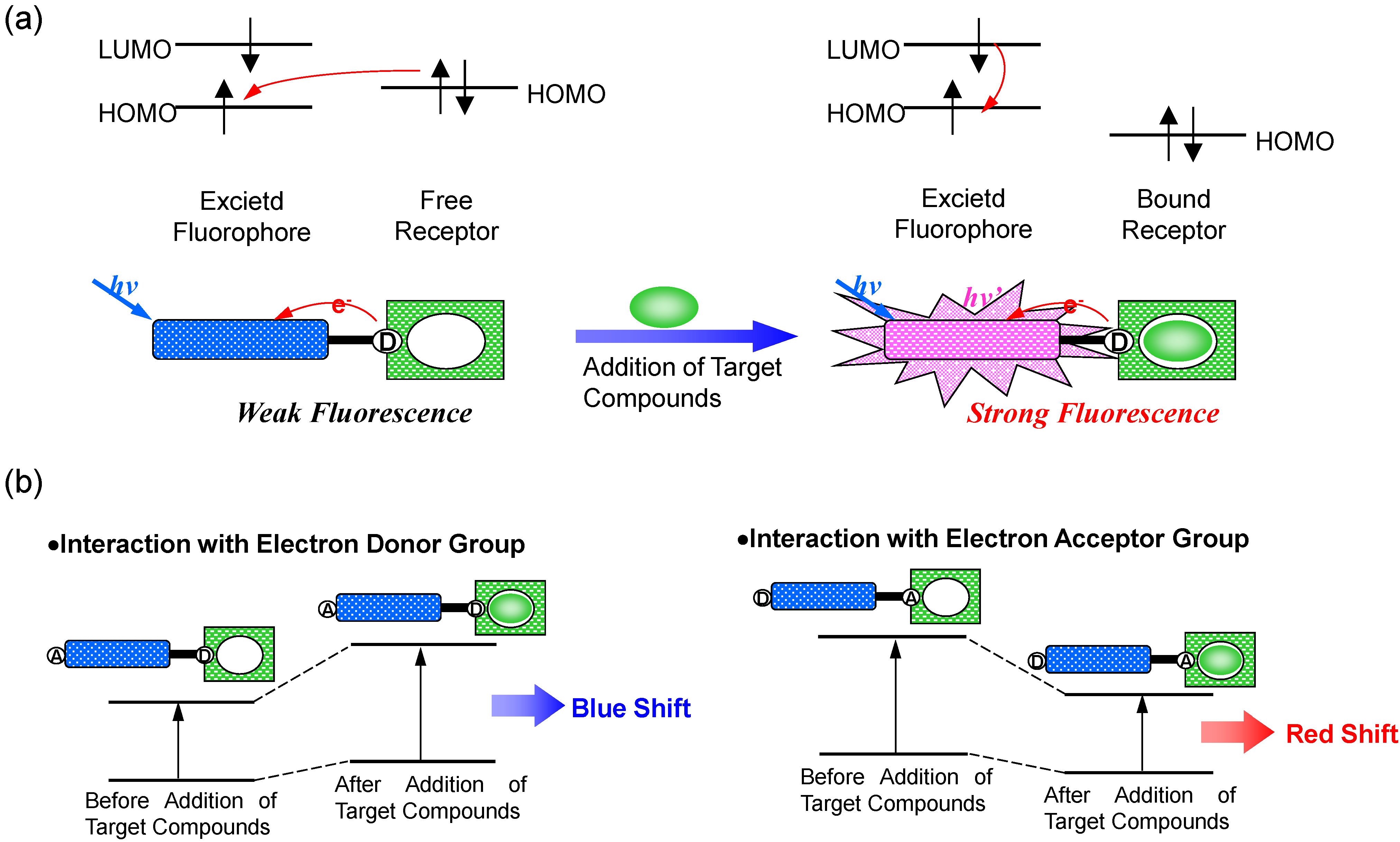 Biosensors Free FullText Development of Functional Fluorescent