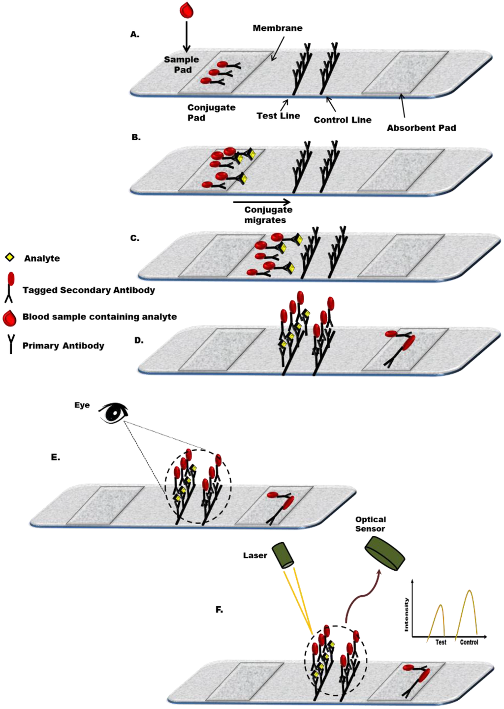 Biosensors 05 00577 g001 1024