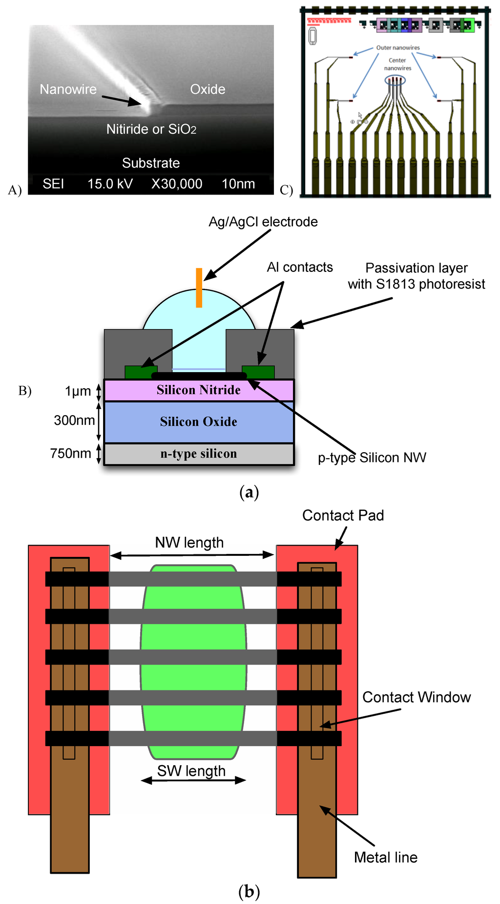 online modeling neural development