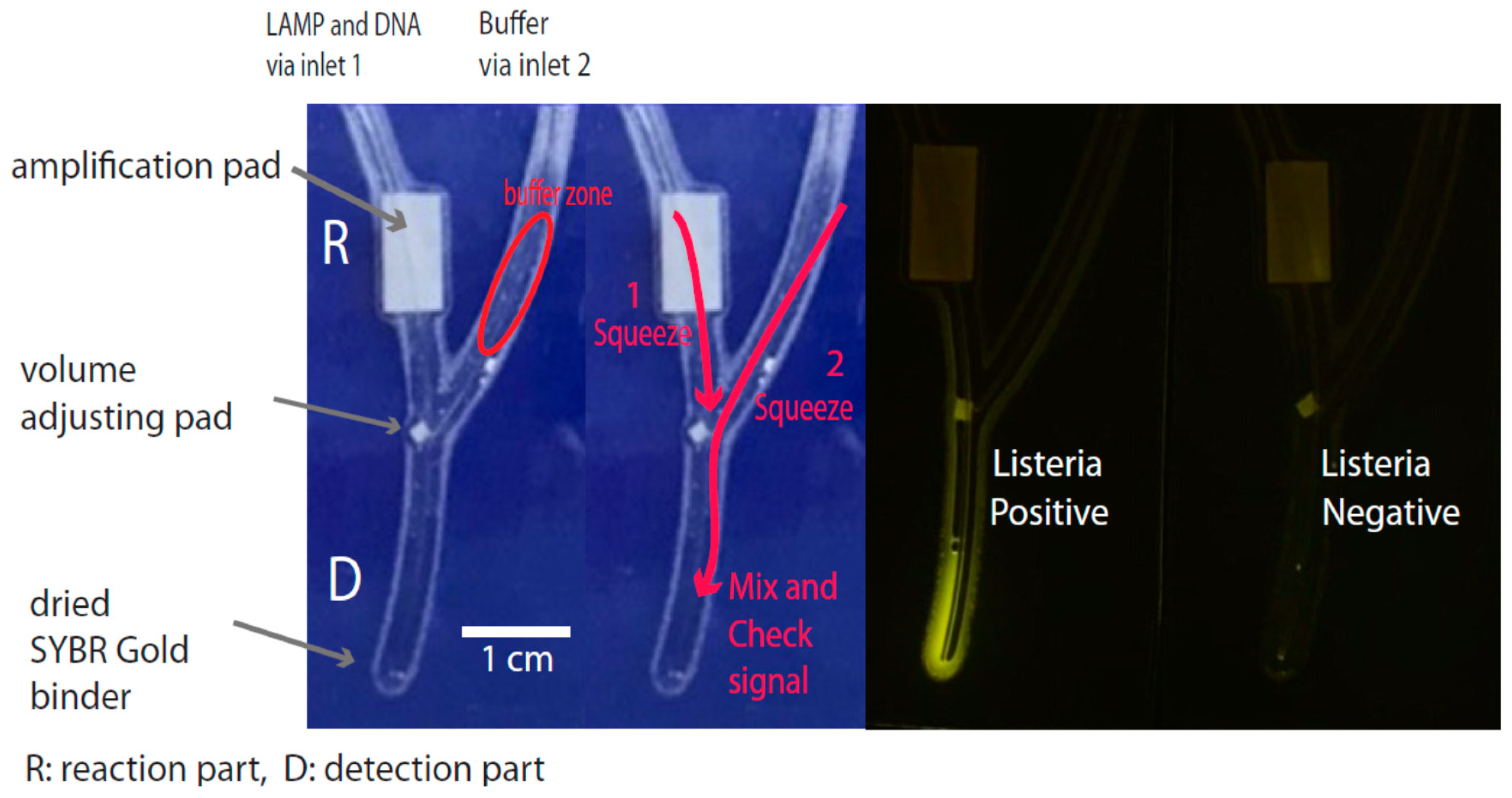 Biosensors 07 00056 g001