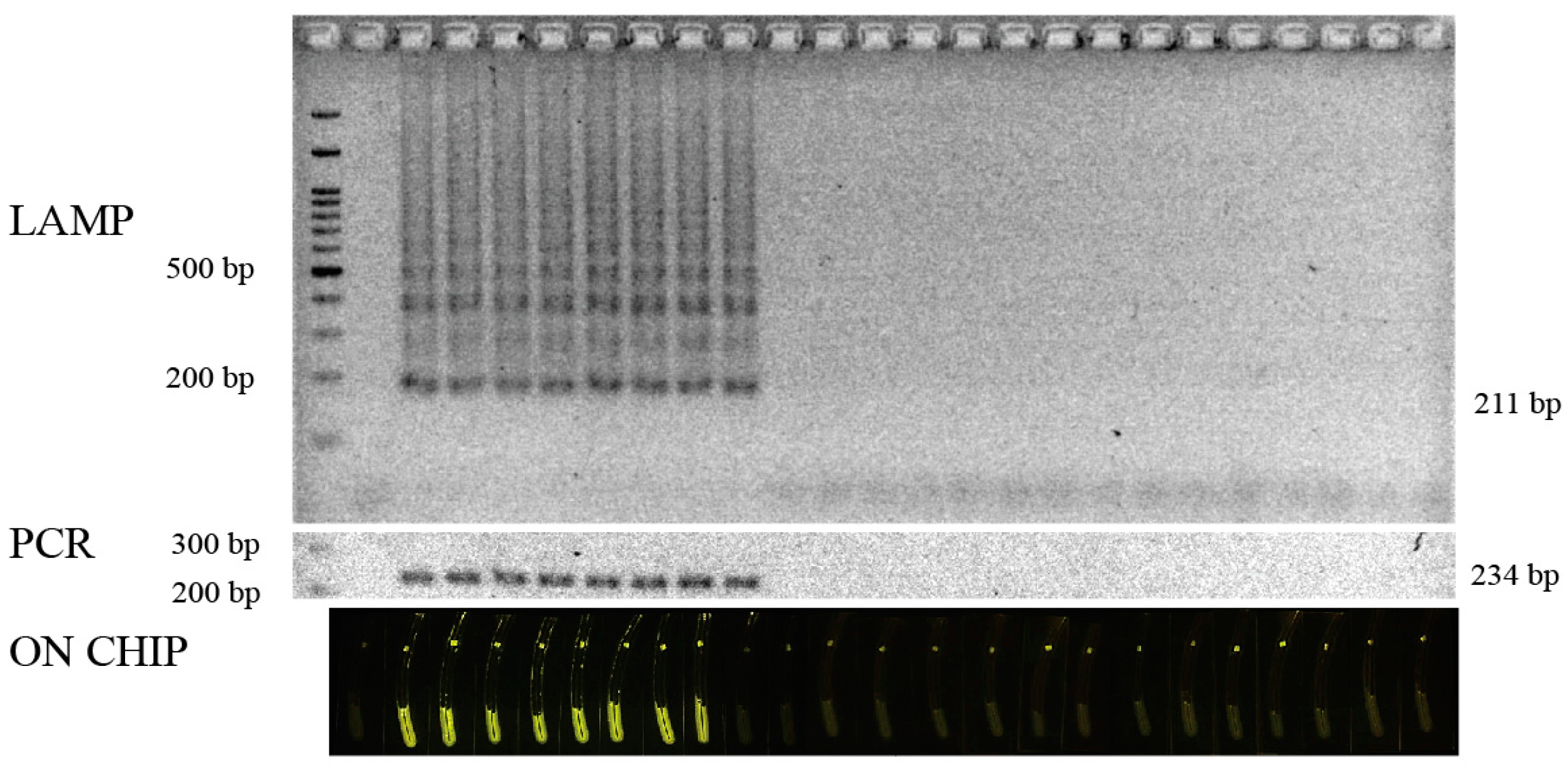 Biosensors 07 00056 g003
