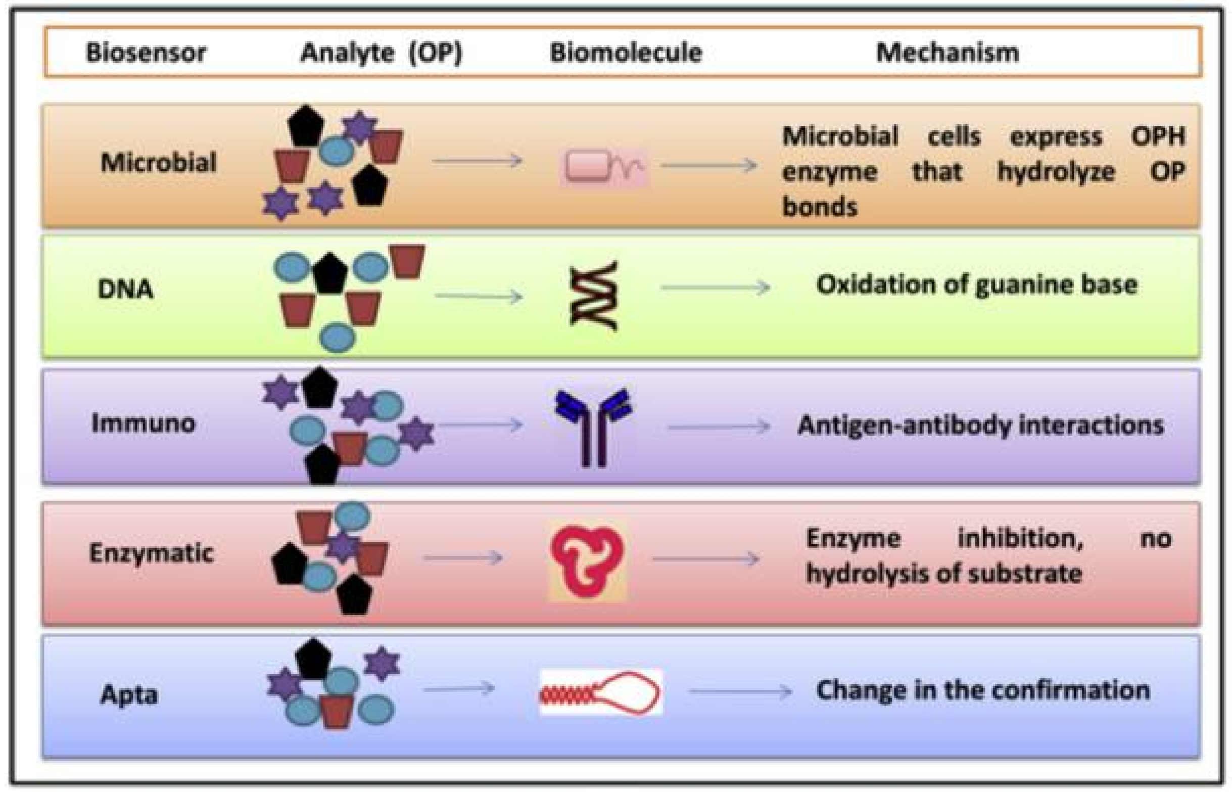 Histogenesis and Precursors of Human Gastric