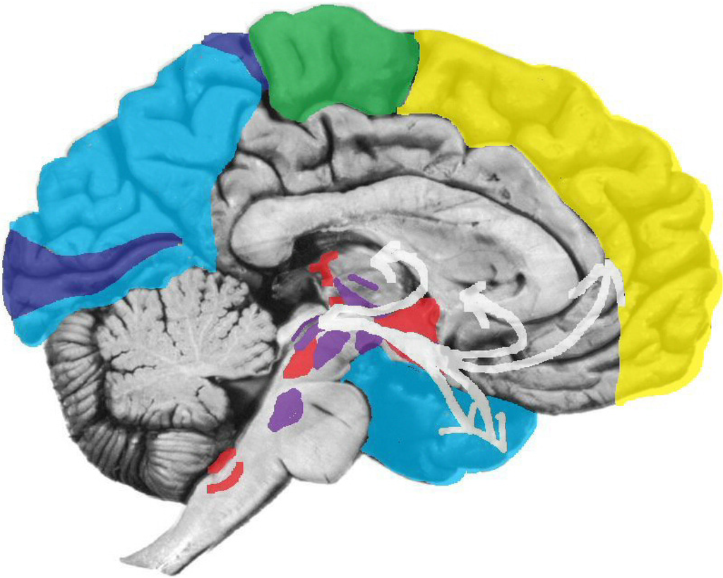 Brainsci 02 00147 g005 1024
