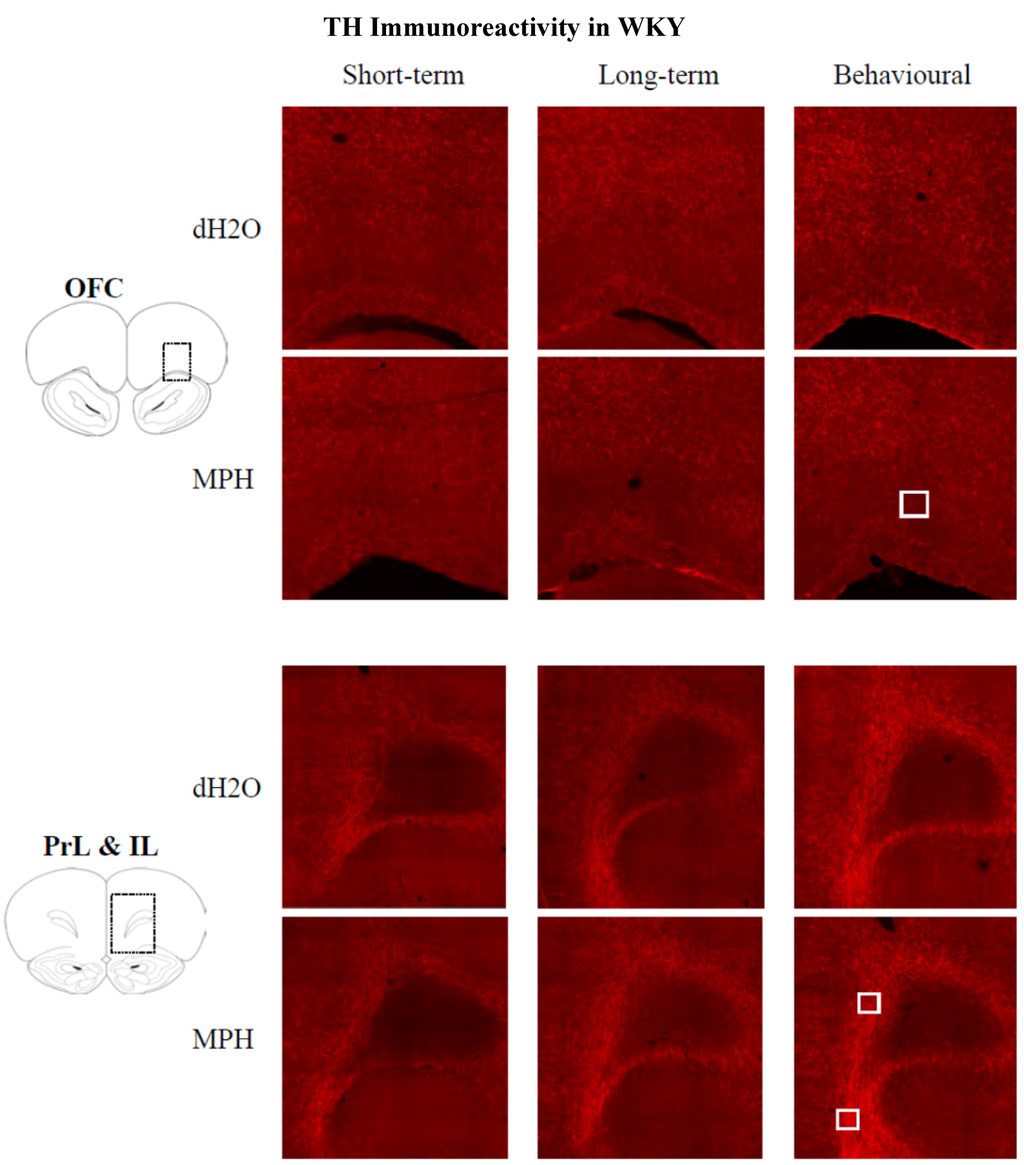Brainsci 02 00375 g008 1024