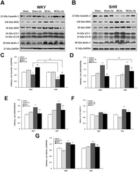 Brainsci 02 00483 g005 200