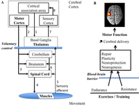 Brainsci 03 00101 g001 200