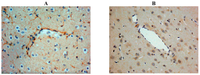 Brainsci 03 00123 g002 200