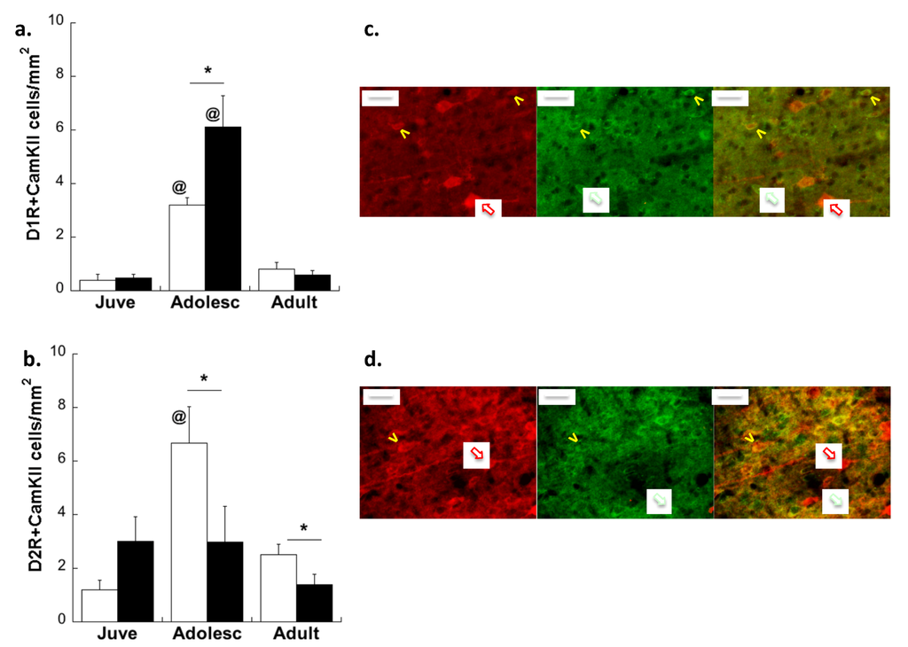 Brainsci 03 00143 g003 1024