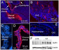 Brainsci 03 00215 g001 200