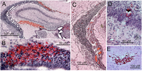 Brainsci 03 00215 g003 200