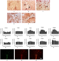 Brainsci 03 00294 g002 200