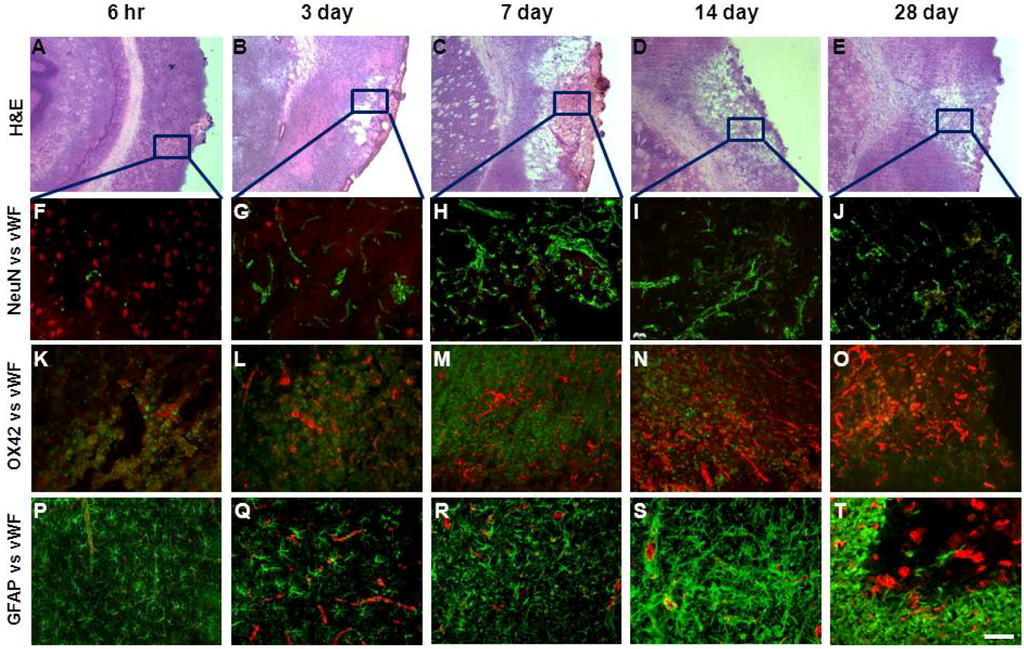 Brainsci 03 00294 g003 1024