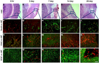 Brainsci 03 00294 g003 200