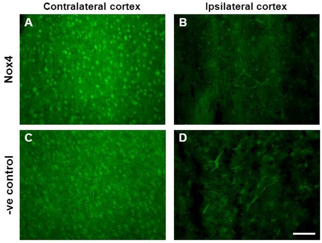 Brainsci 03 00294 g008 1024