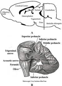 Brainsci 03 00504 g006 200