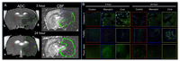 Brainsci 03 00540 g001 200