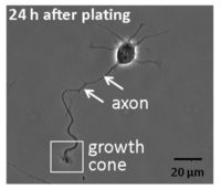 Brainsci 03 00615 g001 200