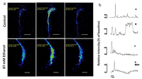 Brainsci 03 00615 g002 200