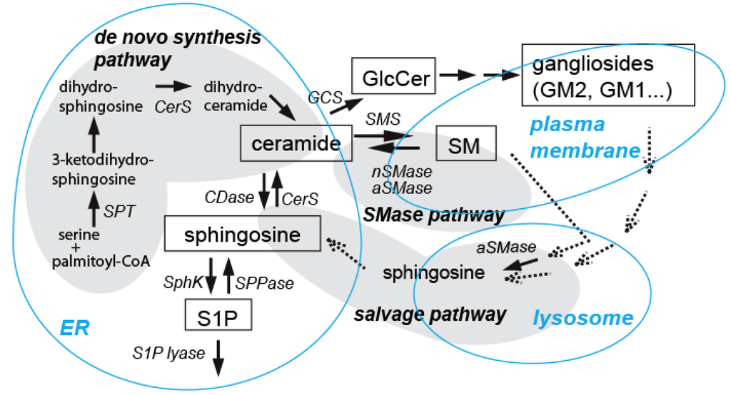 Brainsci 03 00670 g001 1024