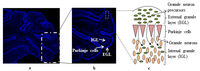Brainsci 03 00941 g001 200