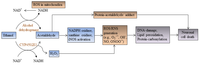 Brainsci 03 00941 g002 200