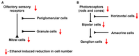 Brainsci 03 00964 g002 200