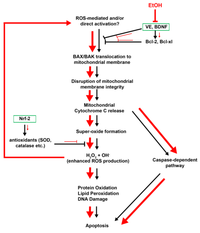 Brainsci 03 00964 g004 200